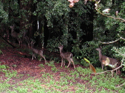 Deer