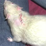 rat with stitches
